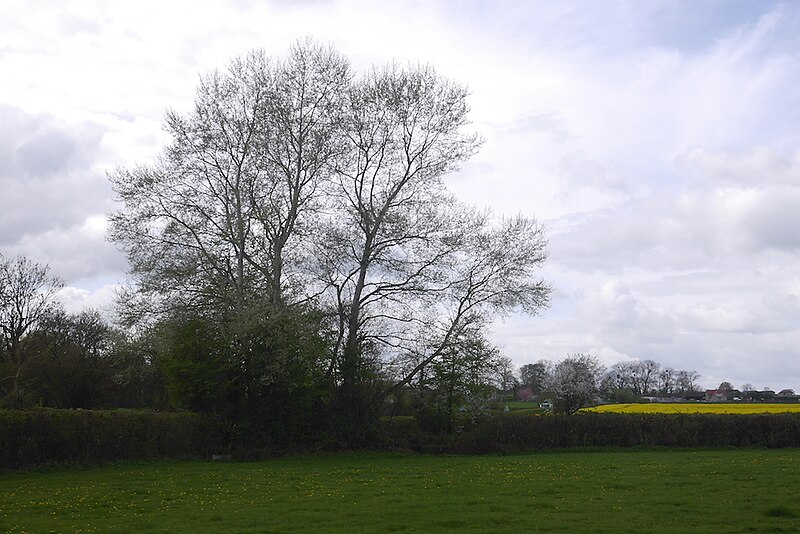 File:Bothering to visit the square - geograph.org.uk - 5650791.jpg