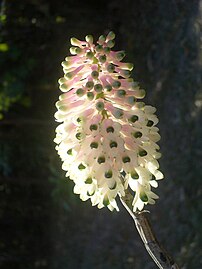 Bottlebrush Orchid flower.jpg