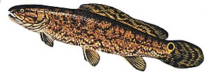 Thumbnail for File:Bowfin illustration.jpg