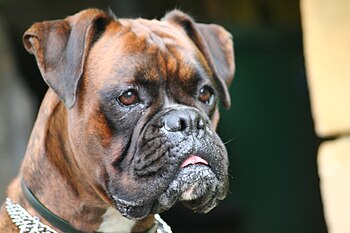 English: Boxer (dog) Français : tête d'un boxe...