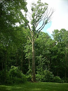 Boyd Big Tree Preserve Conservation Area State park in Dauphin County, Pennsylvania