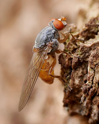 <i>Brachyopa insensilis</i> Species of fly