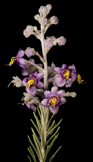 <i>Brachysola</i> Genus of flowering plants