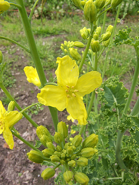 File:Brassica oleracea var. laciniata flower.jpg