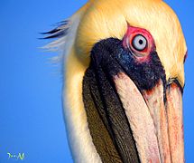 Brown Pelican by IzzyM.JPG