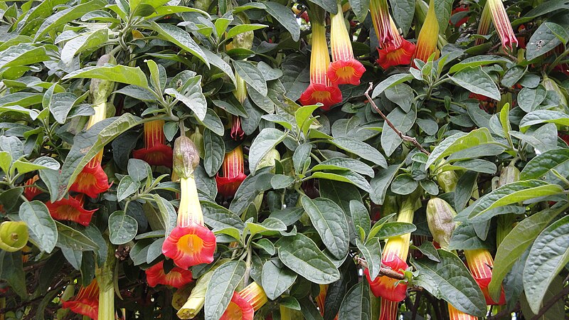 File:Brugmansia sanguinea flowers, Bogotá, Colombia.jpg