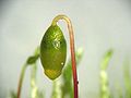 Bryum argenteum, Photo by Kristian Peters