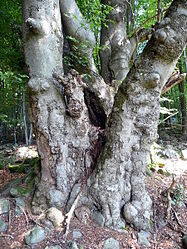 Beech Wasserkuppe, 1.jpg