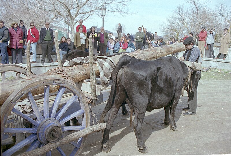 File:Bueyes transportando troncos de pino en un carro.jpg