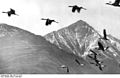 Bundesarchiv Bild 135-S-15-18-22, Tibetexpedition, Schwarzhalskraniche.jpg