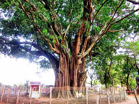 Tập tin:Cây Đa An Phú.jpg