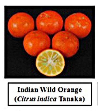 <i>Citrus indica</i> Species of fruit and plant