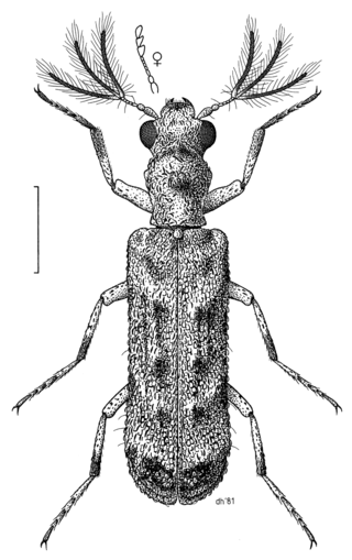 <span class="mw-page-title-main">Bostrichidae</span> Family of beetles
