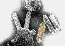 Colored transmission electron micrograph of "Australian bat lyssavirus". The bullet-like objects are the virions, and some of them are budding off from a cell.