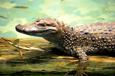 Кайман животное. Крокодиловый (очковый) Кайман. Крокодиловый Кайман Caiman crocodilus. Кайман Южной Америки. Гладколобый Кайман.