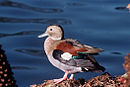 aves De Argentina