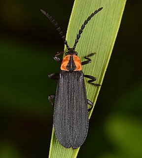<i>Calochromus perfacetus</i> Species of beetle