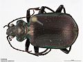 Miniatura para Calosoma oceanicum