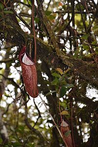 Nepenthes in the cloud forest of Cameron Highlands