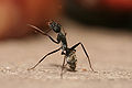Camponotus flavomarginatus