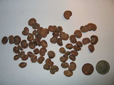 Tập_tin:Camucamu_seeds.jpg