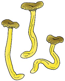 Cantharellus zangii.jpg