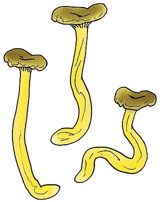 <i>Cantharellus zangii</i> Species of fungus
