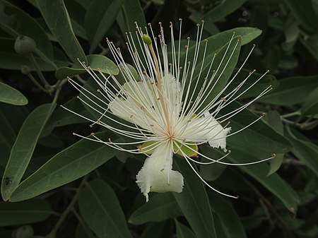 Capparis lasiantha