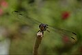 * Nomination A dragonfly at a flower branch. --Rachmat04 02:22, 24 January 2017 (UTC) * Decline Insufficient DoF. --Uoaei1 07:26, 24 January 2017 (UTC)