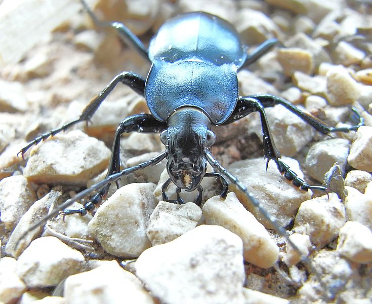 File:Carabus glabratus front.JPG