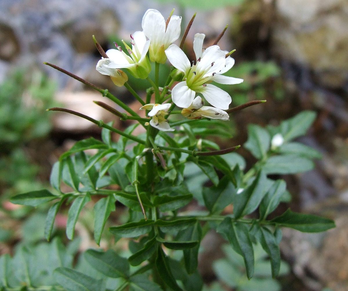 Cardamine Amara Wikispecies