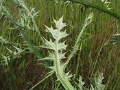 Carduus pycnocephalus leaf1 ST (15560229341).jpg