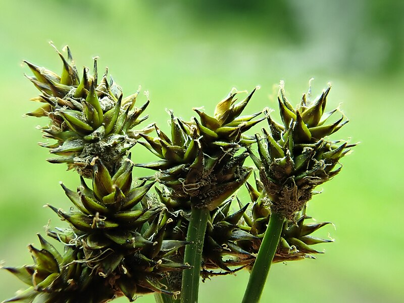 File:Carex illota - sheep sedge - 53082854786.jpg