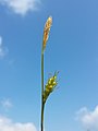 Inflorescence