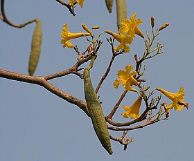 Caribbean Trumpet Tree (Tabebuia aurea) fruit & flowers W IMG 7055.jpg