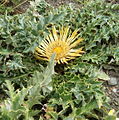 Habitus and Inflorescence