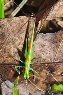 Phlugis sp. Carnivorous katydid Phlugis sp (9667268374).jpg