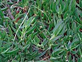 Carpobrotus edulis Uña de gato (INVASORA)