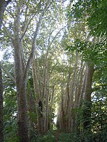 Zone agricole de Carrières-sous-Bois-Les Flageaux