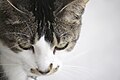 Cat's whisker from up close (Unsplash).jpg