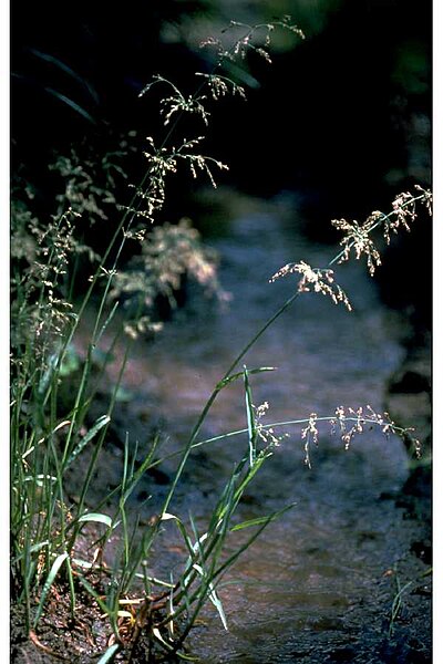 File:Catabrosa aquatica USDA.jpg