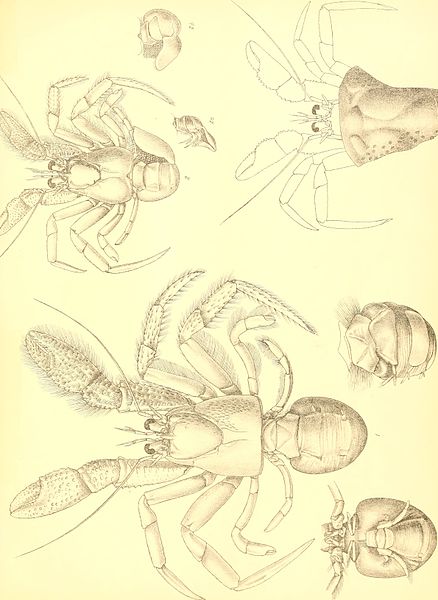 File:Catalogue of the Indian decapod Crustacea in the collection of the Indian museum .. (1901-) (20572286332).jpg