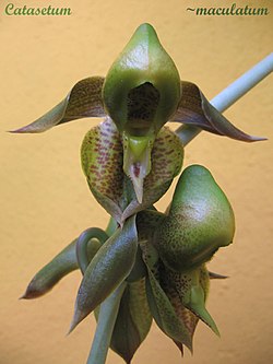 Catasetum maculatum 1. jpg