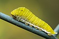 * Nomination Caterpillar of Graphium doson (C. & R. Felder, 1864) - Common Jay. By User:ManaskaMukhopadhyay --Atudu 14:06, 8 December 2023 (UTC) * Promotion  Support Good quality. --Plozessor 06:25, 9 December 2023 (UTC)