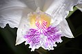 Cattleya lueddemanniana semi-alba colour Labellum