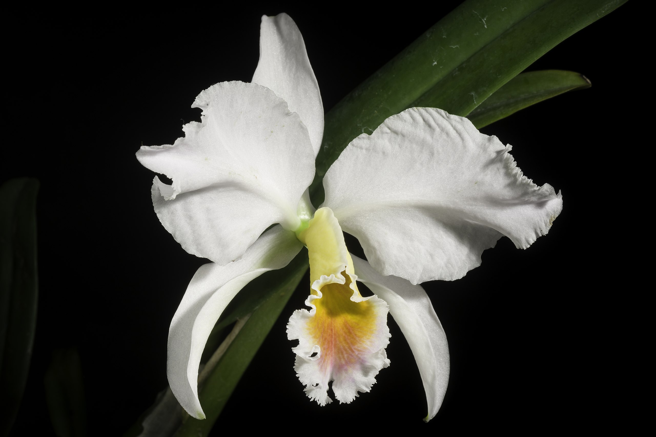 File:Cattleya percivaliana fma. semi-alba 'Canaima's Guava' (Rchb.f