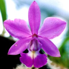 Category:Cattleya walkeriana - Wikimedia Commons