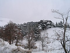 A Lebanese Cedar Forest in winter Cedars in Lebanon.jpg