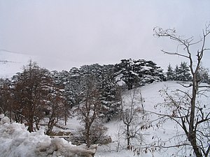 Cedars in Lebanon.jpg