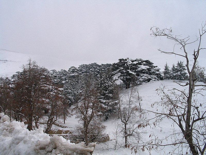 File:Cedars in Lebanon.jpg